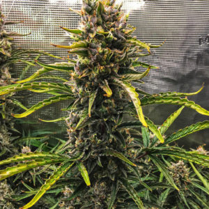 Auto Cheese fem (FastBuds)