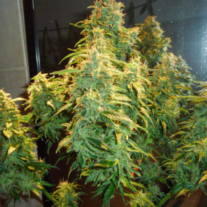 Original Auto Critical fem (FastBuds)