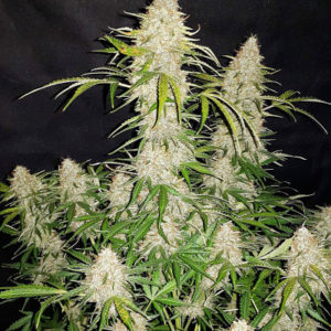 Original Jack Herer Auto fem (FastBuds)