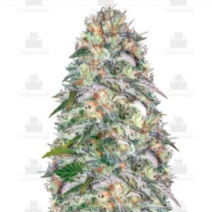 Parmesan fem (Victory Seeds)