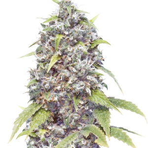 Pure AK fem (Female Seeds)