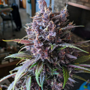 Purple Lemonade Auto fem (FastBuds)