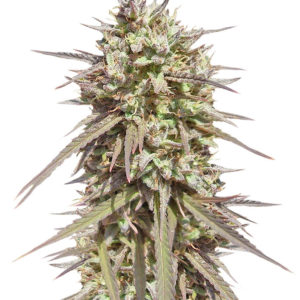 Purple Maroc fem (Female Seeds)