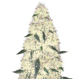 Rock Machine auto fem