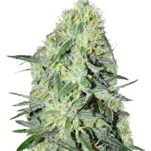 SexBud fem (Female Seeds)