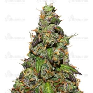 Six Shooter auto (FastBuds) семена конопли