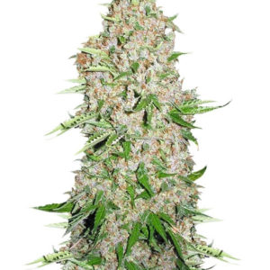 Skunk Special fem (Female Seeds)
