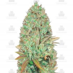 Seemango (Somango) fem (Victory Seeds)