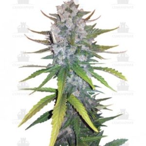 Сорт + Speed Auto fem (Sweet Seeds)