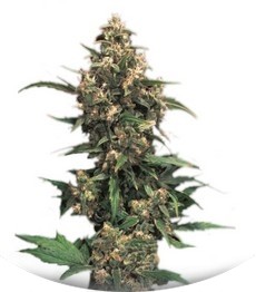 Strawberry Cough (Dutch Passion)