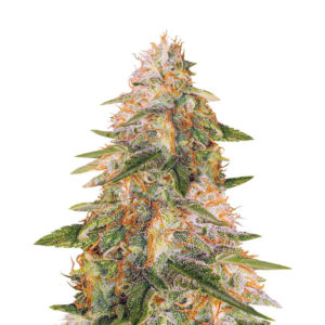 Tropic Punch fem (Heavyweight Seeds)