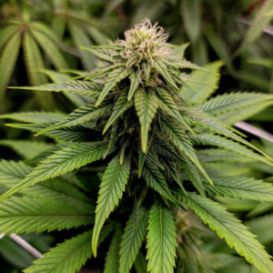 White Widow fem