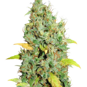 White Widow x Big Bud fem (Female Seeds)