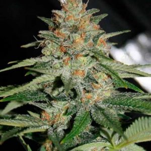 Delicious Candy Early Version fem (Delicious Seeds)