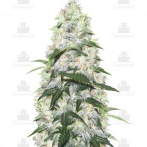 Ogre auto fem