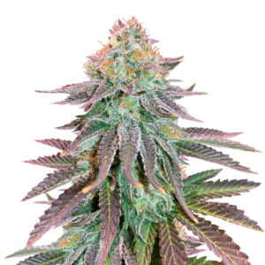 Cookies Purple Punch fem (Medical Seeds)