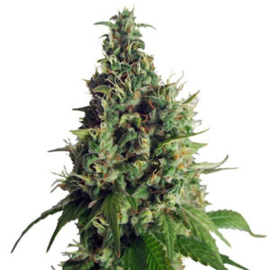 Семена сорта Orange Hill Special regular (Dutch Passion)