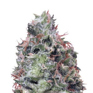 Waist Deep Auto fem (Heavyweight Seeds)
