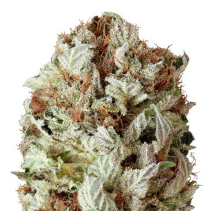 Extreme Impact Auto fem (Heavyweight Seeds)