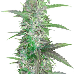 Auto Speed Bud fem (Female Seeds)