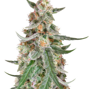 C99 fem (Female Seeds)