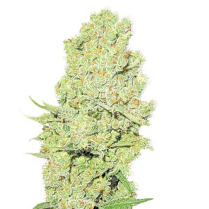 Channel + fem (Medical Seeds)