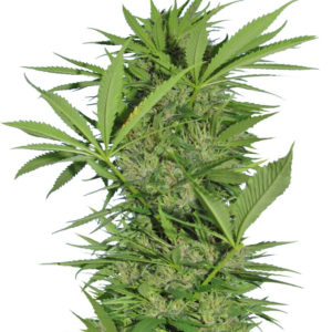 Easy Sativa fem (Female Seeds)