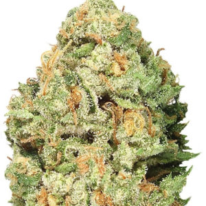 Fruit Punch Auto fem (Heavyweight Seeds)