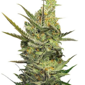 Gipsy Haze fem (Eva Seeds)