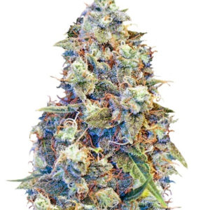 ICED Grapefruit fem (Female Seeds)