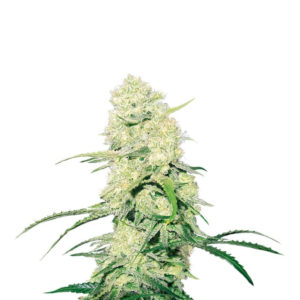 Malakoff fem (Medical Seeds)