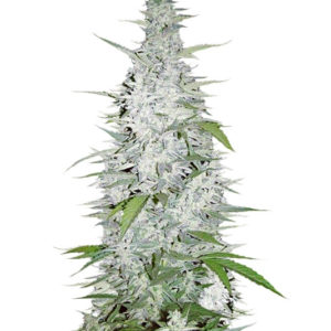 Maroc fem (Female Seeds)