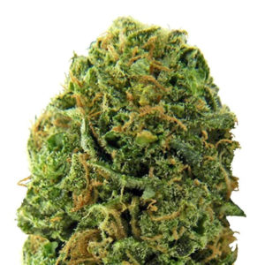 Massive Midget auto fem (Heavyweight Seeds)