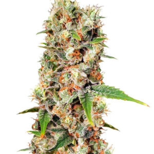 Missing In Barcelona fem (Eva Seeds)