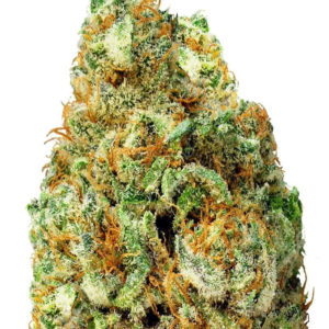 Turbo Bud auto fem (Heavyweight Seeds)