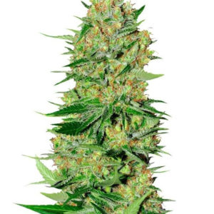 Veneno fem (Eva Seeds)