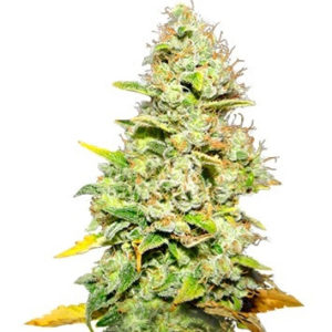 White Widow fem (Medical Seeds)
