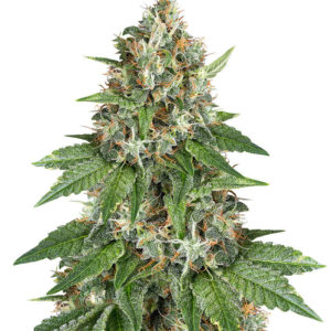 Auto Do-Si-Dos Cookies fem (00 Seeds)
