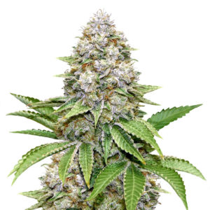 Bruce Banner #3 fem (Original Sensible Seeds)