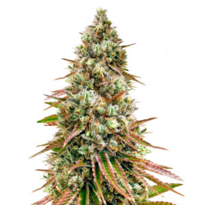 Bruce Banner #3 fem (Herbies Seeds)