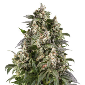 Семена сорта Cafe Racer fem (Blimburn Seeds)