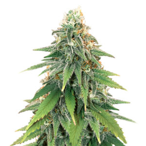 Godzilla Glue #4 fem (Herbies Seeds)