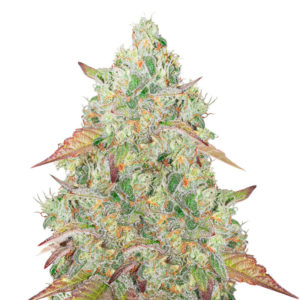 Grandmommy Purple fem (Herbies Seeds)