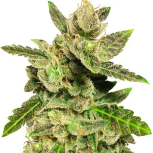 Jock Horror regular (Nirvana Seeds)