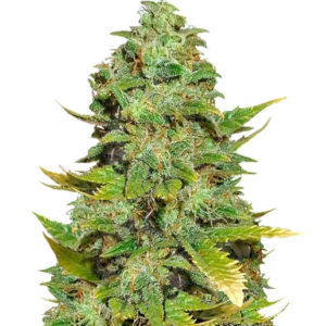 Семена сорта Mango Skunk regular (Nirvana Seeds)
