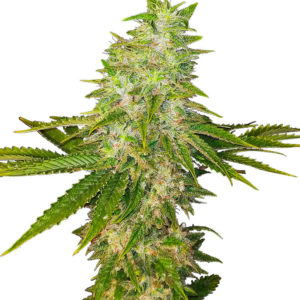 Семена сорта Satori fem (Mandala Seeds)