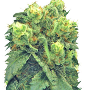 Семена сорта Pre-99 Big Bud (Big Bud) fem (Nirvana Seeds)