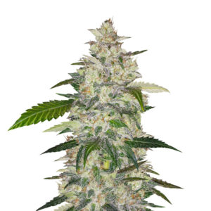 Семена сорта Auto Anubis fem (Pyramid Seeds)