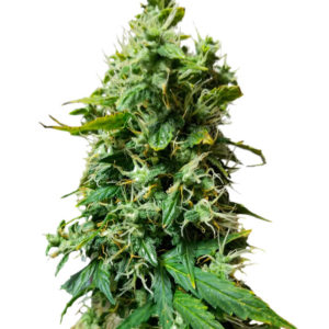 Auto Gorilla fem (00 Seeds)