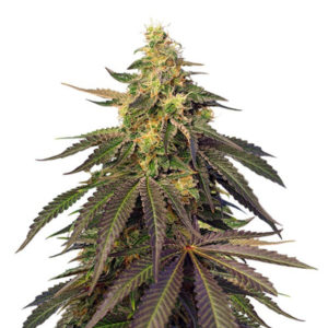 Семена сорта Cream Caramel CBD fem (Sweet Seeds)